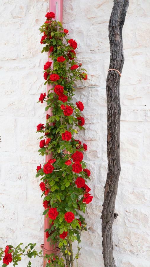 B&B I Trulli Dei Desideri Alberobello Dış mekan fotoğraf